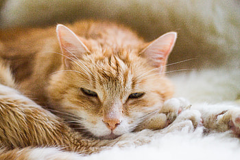 Animals, Cat, Fluffy, Muzzle, Rest, Relaxation HD wallpaper