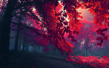 Landscape, Nature, Trees HD wallpaper