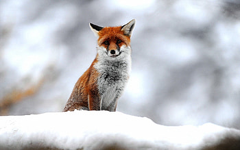 Snow, Animals, Fox, Sit HD wallpaper