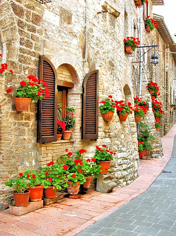 Italy's flowers, Vibrant blooms, Floral elegance, Colorful gardens HD phone wallpaper