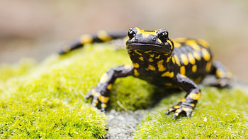 Salamander , Artistic background, Samantha Sellers , Stunning detail HD wallpaper
