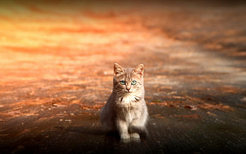 Cat, kitten, sweet, kitty, cats, cute, beautiful, paws, beauty, cat face, pretty, animals, face, lovely, hat HD wallpaper