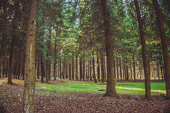 Nature, Trees, Pine, Forest HD wallpaper