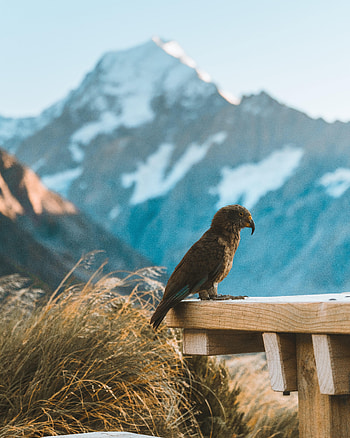 Animals, Mountains, Parrots, Bird, Kea HD phone wallpaper