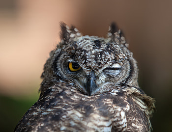 Animals, Owl, Feather, Bird, Beak, Muzzle, Predator, Wink HD wallpaper