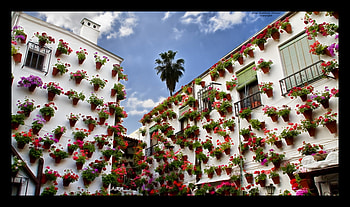 flowers for my friend CroZg, may, city, festival, beautiful, flowers HD wallpaper