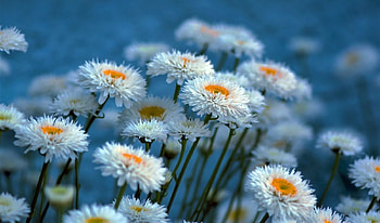 Pretty flowers, blue background, gerberas, white, flowers HD wallpaper
