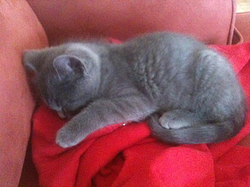 sweetie, sweet, kitten, red, cat, little HD wallpaper