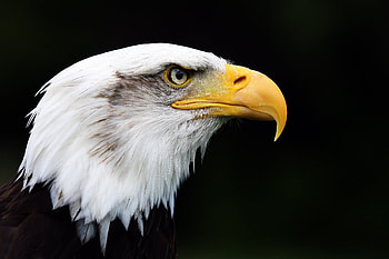 Bald Eage, bald-eagle, eagle, animals HD wallpaper