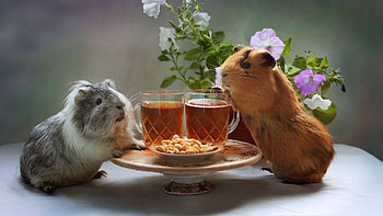 Guinea Pigs, nuts, glasses, peanuts, beer, petunia HD wallpaper