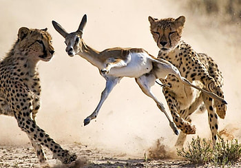 hunting, africa, antelope, gepards, drama HD wallpaper