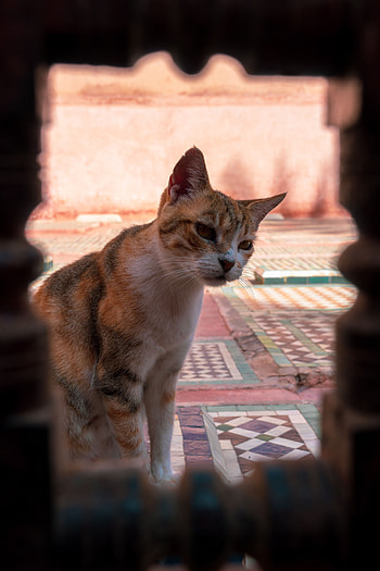 Animals, Cat, Pet, Sight, Opinion, Animal HD phone wallpaper