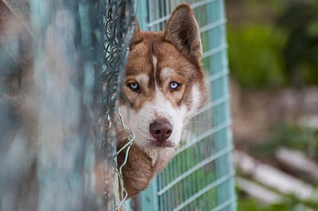 Dog, sweet, animal, dogs, cute, beautiful, puppys, puppy, pretty, animals, lovely HD wallpaper