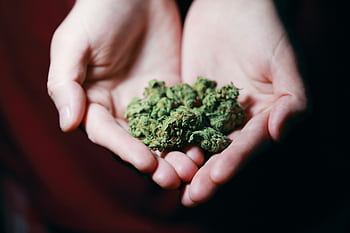 Close-up of hands gently holding marijuana buds, highlighting natural medicine. HD wallpaper