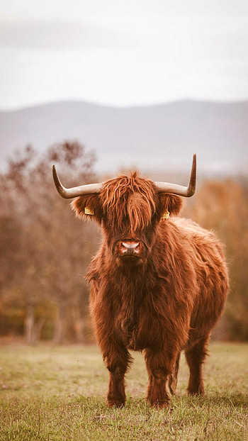 Brown cow beauty, Unique coat color, Aesthetic , Natural beauty HD phone wallpaper