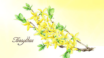 Forsythia, firefix persona, yellow, flower, bright, floral, spring, flora HD wallpaper