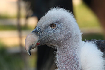 Brown vulture species, Aerial scavenger, bird , Nature's marvel HD wallpaper