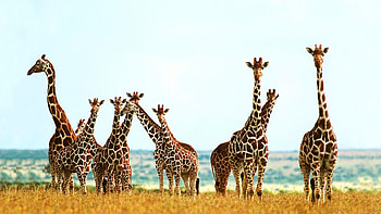 Giraffe , High quality HD wallpaper