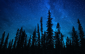 Nature, Trees, Sky, Night, Dark, Starry Sky HD wallpaper