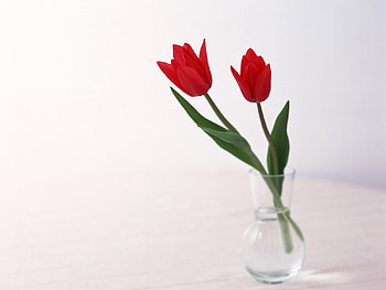 Plants, Flowers, Tulips HD wallpaper