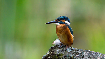 Kingfisher, animal, nature, bird, rock HD wallpaper
