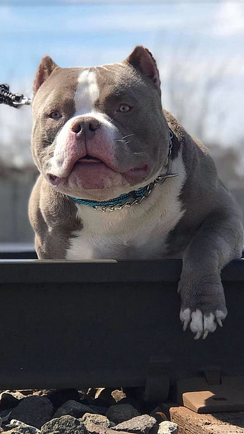 American Bully, Pocket Molly HD phone wallpaper