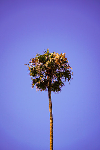 Nature, Sky, Top, Wood, Tree, Palm, Clean HD phone wallpaper
