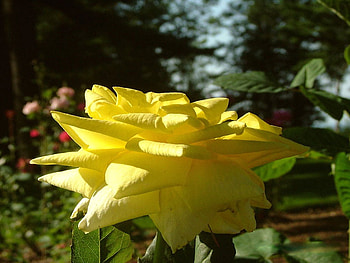 MY LOVELY YELLOW FLOWER, nature, wild, life, usa HD wallpaper