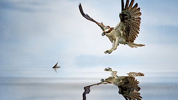 Birds, Animal, Eagle HD wallpaper