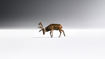 Reinnder Alone Walking Minimal White Background , reindeer, white, minimalism, minimalist, artist, artwork, digital-art HD wallpaper