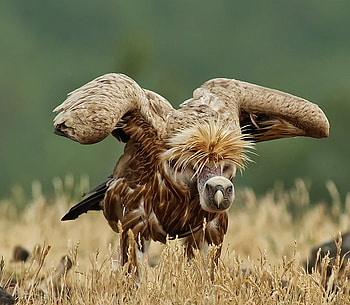 Are you talking to me?!, funny, nature, bird, animals HD wallpaper