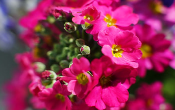 Plants, Flowers HD wallpaper