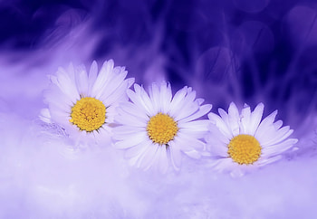Flowers, Camomile, Macro, Petals, Chamomile HD wallpaper