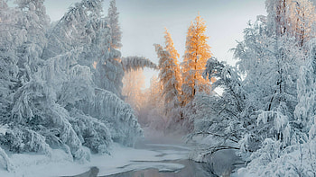Forest in winter, frozen trees, river, nature HD wallpaper