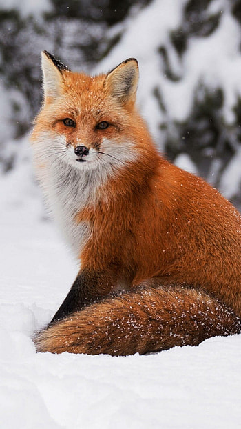 Fox, Red Animal HD phone wallpaper