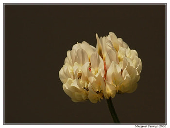For You, single, white, nature, flower HD wallpaper