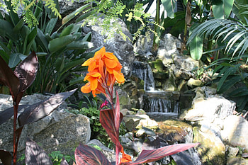 Attractive Flowers at the garden 05, Lily, graphy, green, Flowers, garden, waterfalls, orange HD wallpaper