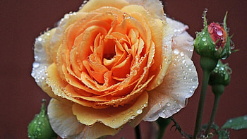 Drops on Yellow Rose, rose, petals, drops, nature, flowers, dew, macro HD wallpaper