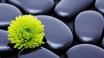Rock, Flower, Macro, Petals, Smooth, Stone HD wallpaper