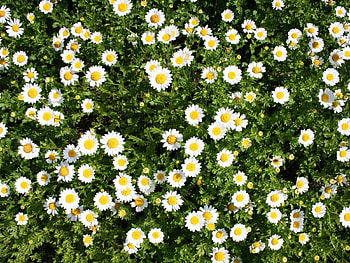 Flowers, Summer, Camomile, Greens, Sunny HD wallpaper