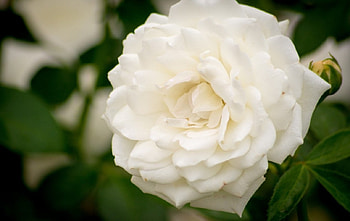 White Rose, rose, macro, bud, petals HD wallpaper
