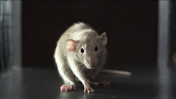 Review of Rat movie, Addiction Incorporated analysis, Slant Magazine critique, Film review HD wallpaper