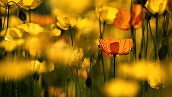 Grass, Flower, Plant, Macro, Bloom, Flowering HD wallpaper