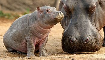 Animals, Young, Muzzle, Joey, Hippopotamus HD wallpaper