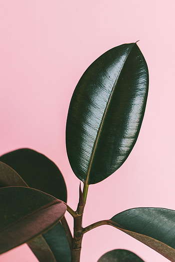 Leaves, Plant, Macro, Dark, Surface, Glossy HD phone wallpaper