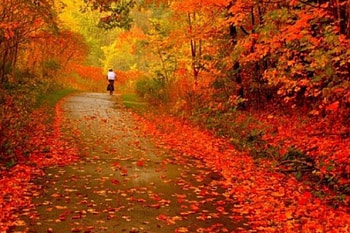 Red Autumn, painting, red, autumn, nature, fall leaves HD wallpaper