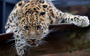 Animals, Leopards HD wallpaper