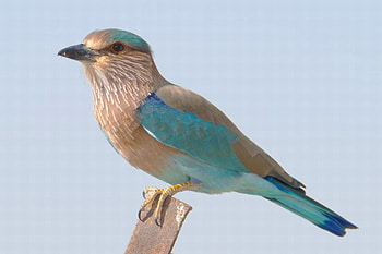 Beautiful Bird, cute, beautiful, bird HD wallpaper