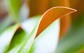 Macro, Light, Sheet, Leaf, Light Coloured HD wallpaper