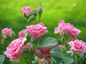 Plants, Flowers, Roses HD wallpaper